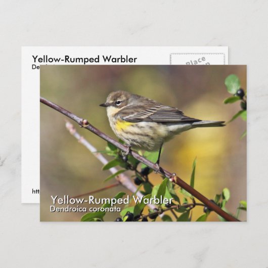 Gelbe Rumped Warbler-Postkarte Postkarte (Vorne/Hinten)