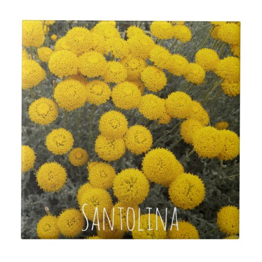 Gelbe Santolina blühender Shrub Blauer Fliese (Vorderseite)