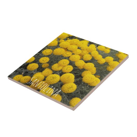 Gelbe Santolina blühender Shrub Blauer Fliese (Seite)