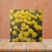 Gelbe Santolina blühender Shrub Blauer Fliese