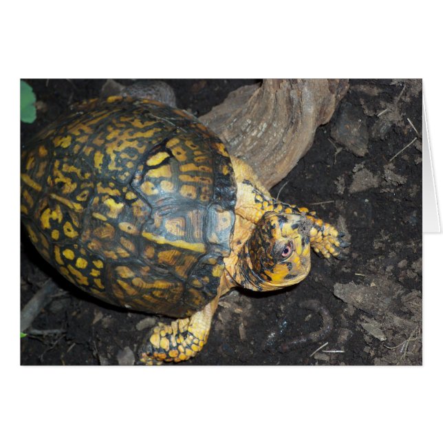 Gelbe Schildkröte (Vorderseite (Horizontal))