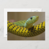 Gelbe Schlange Postkarte (Vorne/Hinten)