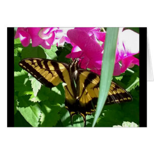 Gelbe Schmetterling im Frühling