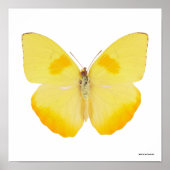 Gelbe Schmetterling Poster (Vorne)
