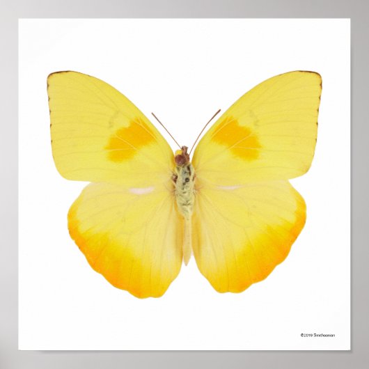 Gelbe Schmetterling Poster (Vorne)