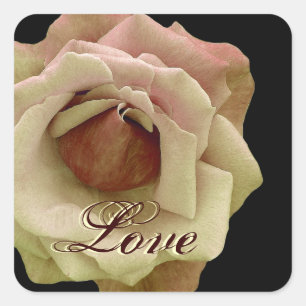 Gelbe Schokolade-LIEBE Hochzeitszunge Rose Square Quadratischer Aufkleber
