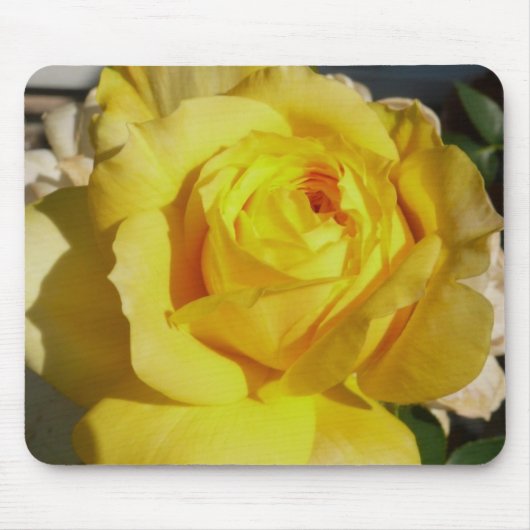 Gelbe Schönheits-Rose Mousepad (Vorne)