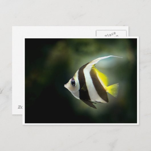 Gelbe Schwarze und Weiße Angeln Postkarte (Vorne/Hinten)