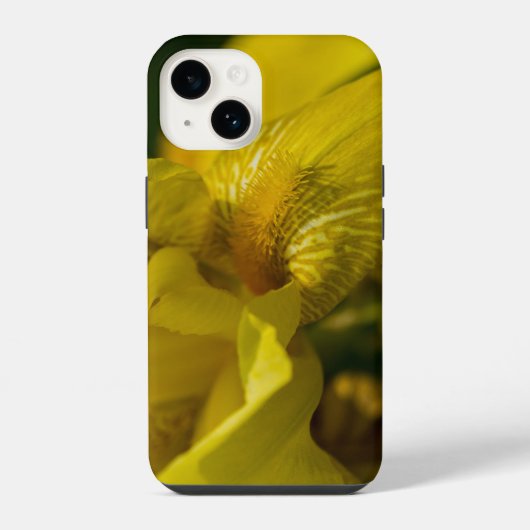 Gelbe Schwertlilien-Bart-iPhone-Hülle iPhone Hülle (Rückseite)