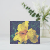 Gelbe Schwertlilien-Blumenfotografie Postkarte (Stehend Vorderseite)