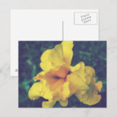 Gelbe Schwertlilien-Blumenfotografie Postkarte (Vorne/Hinten)