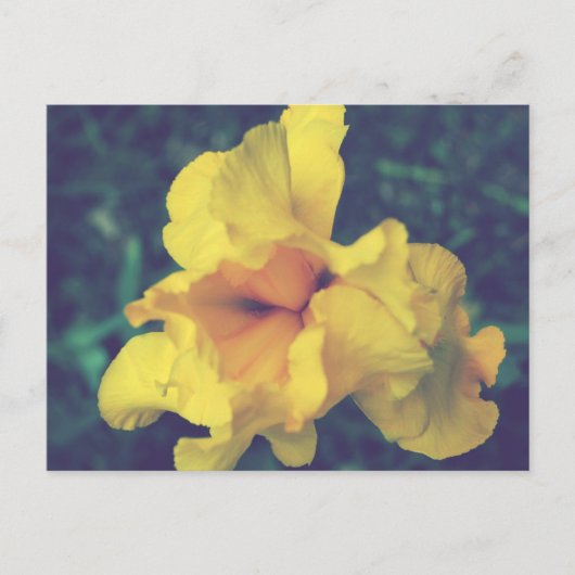 Gelbe Schwertlilien-Blumenfotografie Postkarte (Vorderseite)