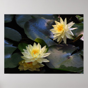 Gelbe Seerosen-Blumen-Foto-Druck Poster