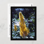 Gelbe Shrimp-Pflanze mit Ameisen-Postkarte Postkarte (Vorne/Hinten)