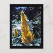 Gelbe Shrimp-Pflanze mit Ameisen-Postkarte Postkarte (Vorderseite)