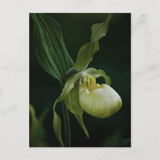 Gelbe Slipper-Postkarte Postkarte (Vorderseite)