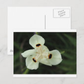 Gelbe Sommer-Blume Postkarte (Vorne/Hinten)
