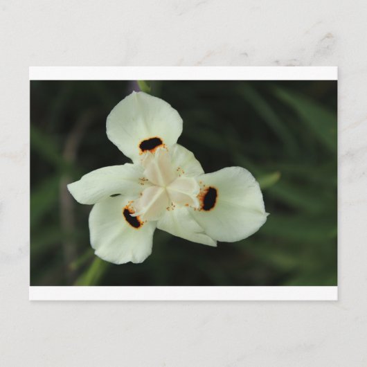 Gelbe Sommer-Blume Postkarte (Vorderseite)