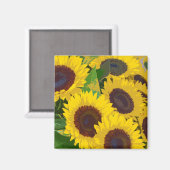 Gelbe Sommersonnenblumen drucken Magneten Magnet (Vorderseite/Rückseite)