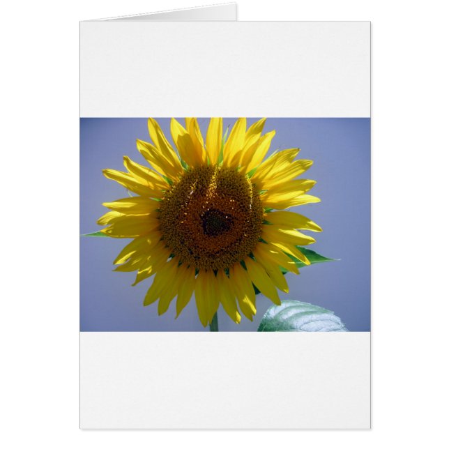 Gelbe Sonnenblume (Vorne)