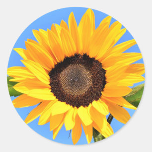 Gelbe Sonnenblume auf blauem Himmel Aufkleber