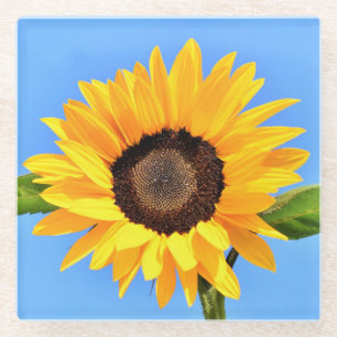 Gelbe Sonnenblume auf blauem Himmel - Sommer Glasuntersetzer