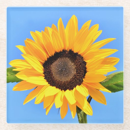 Gelbe Sonnenblume auf blauem Himmel - Sommer Glasuntersetzer (Vorderseite)