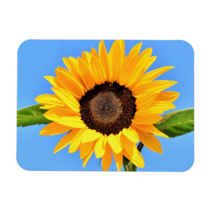Gelbe Sonnenblume auf blauem Himmel - Sommer  Magnet