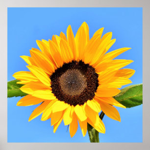 Gelbe Sonnenblume auf blauem Himmel - Sommer Poster