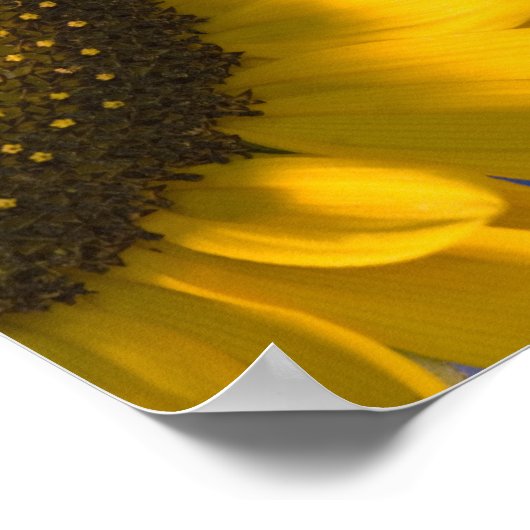 Gelbe Sonnenblume auf Blauer Hochzeit Poster (Ecke)