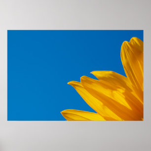 Gelbe Sonnenblume & Azurblauer Himmel Poster