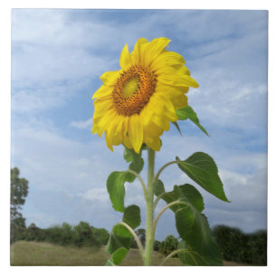 Gelbe Sonnenblume bewölkt Spiegeland Fliese