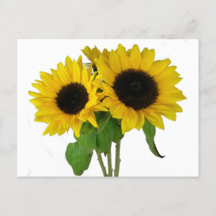 Gelbe Sonnenblume Blank Floral Postkarte