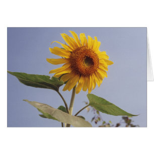 Gelbe Sonnenblume Blume Blauer Himmel Grußkarte