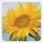 Gelbe Sonnenblume Blumenblauer Sticker / Siegel (Vorderseite)