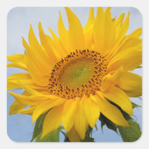 Gelbe Sonnenblume Blumenblauer Sticker / Siegel