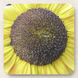 Gelbe Sonnenblume Cork Untersetzer