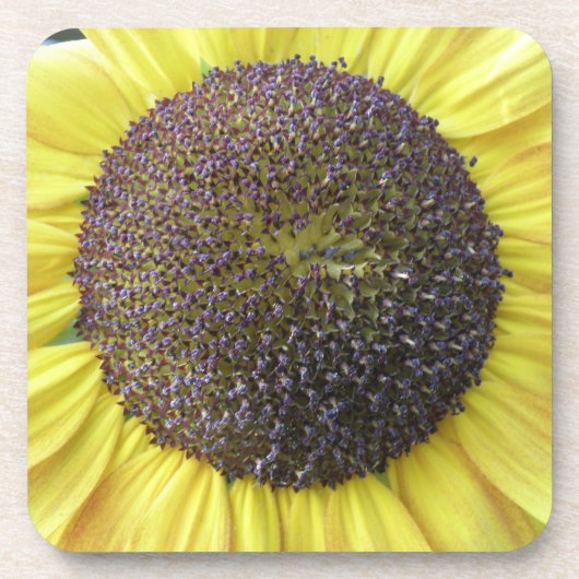 Gelbe Sonnenblume Cork Untersetzer (Vorderseite)
