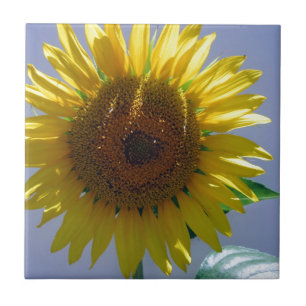 Gelbe Sonnenblume Fliese