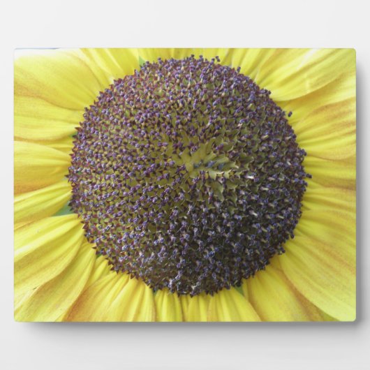 Gelbe Sonnenblume Fotoplatte (Vorderseite)