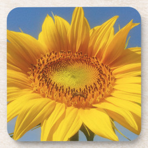Gelbe Sonnenblume Getränkeuntersetzer