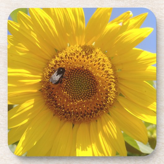 Gelbe Sonnenblume Getränkeuntersetzer (Vorderseite)