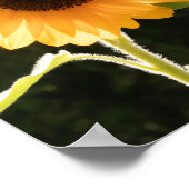 Gelbe Sonnenblume ist der Frieden, den Sie Poster (Ecke)