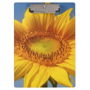 Gelbe Sonnenblume Klemmbrett