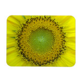 Gelbe Sonnenblume Magnet (Horizontal)