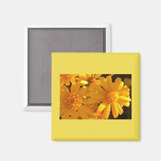 Gelbe Sonnenblume Magnet (Vorderseite/Rückseite)