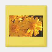 Gelbe Sonnenblume Magnet (Vorne)