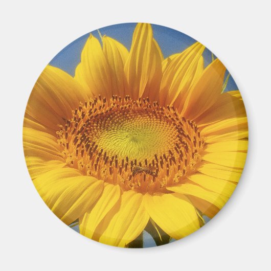 Gelbe Sonnenblume Magnet (Vorne)