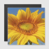 Gelbe Sonnenblume Magnetkarte (Vorne/Hinten)