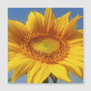 Gelbe Sonnenblume Magnetkarte